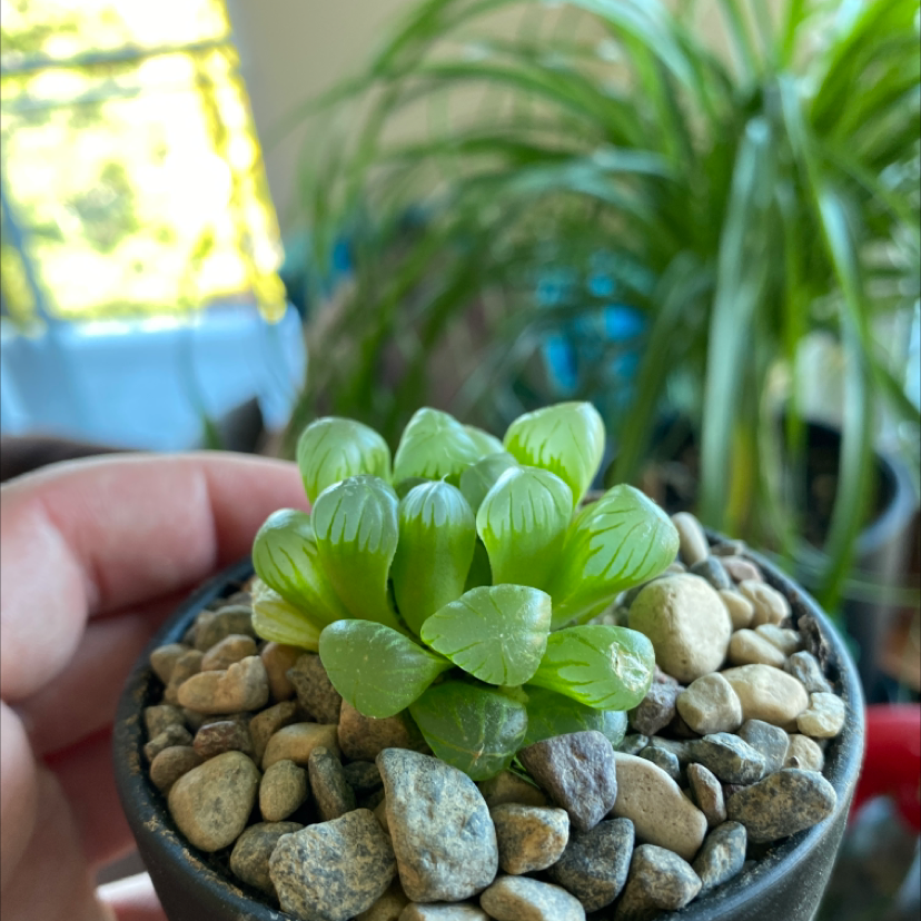 Photo of the plant species Haworthia cooperi by @Wingle named Ophelia on Greg, the plant care app