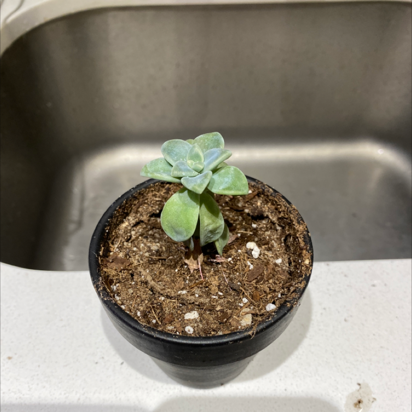 Small Graptopetalum succulent in a black pot on a countertop near a sink.