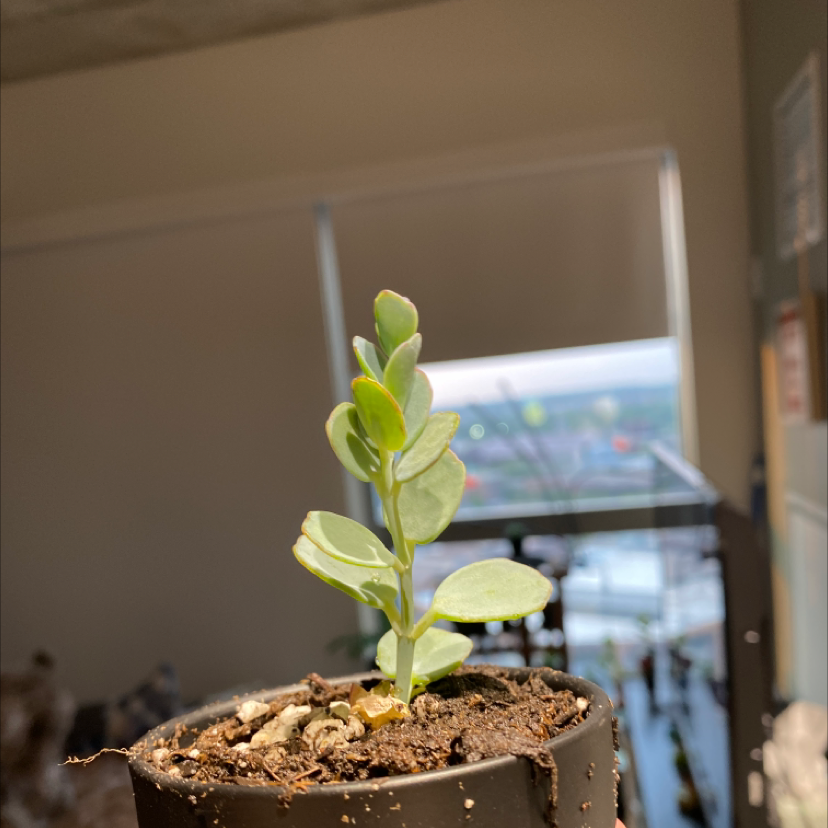 Marnier's Kalanchoe plant in a pot with visible soil, well-framed and in focus.
