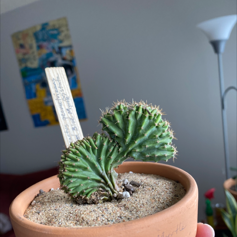 Blue Myrtle Cactus in a terracotta pot with sandy soil, healthy and well-framed.