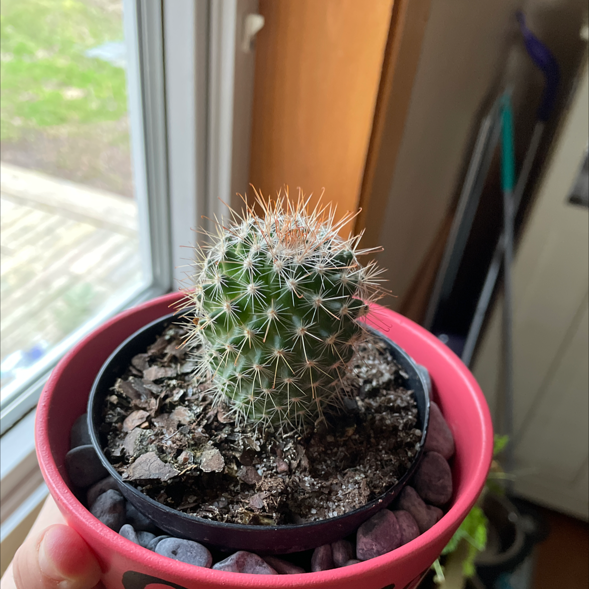 Correll's Hedgehog Cactus in a pot, held near a window. The cactus appears healthy.