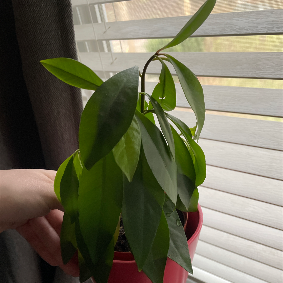 Photo of the plant species Shoebutton by @Ginwitch named Orwell on Greg, the plant care app