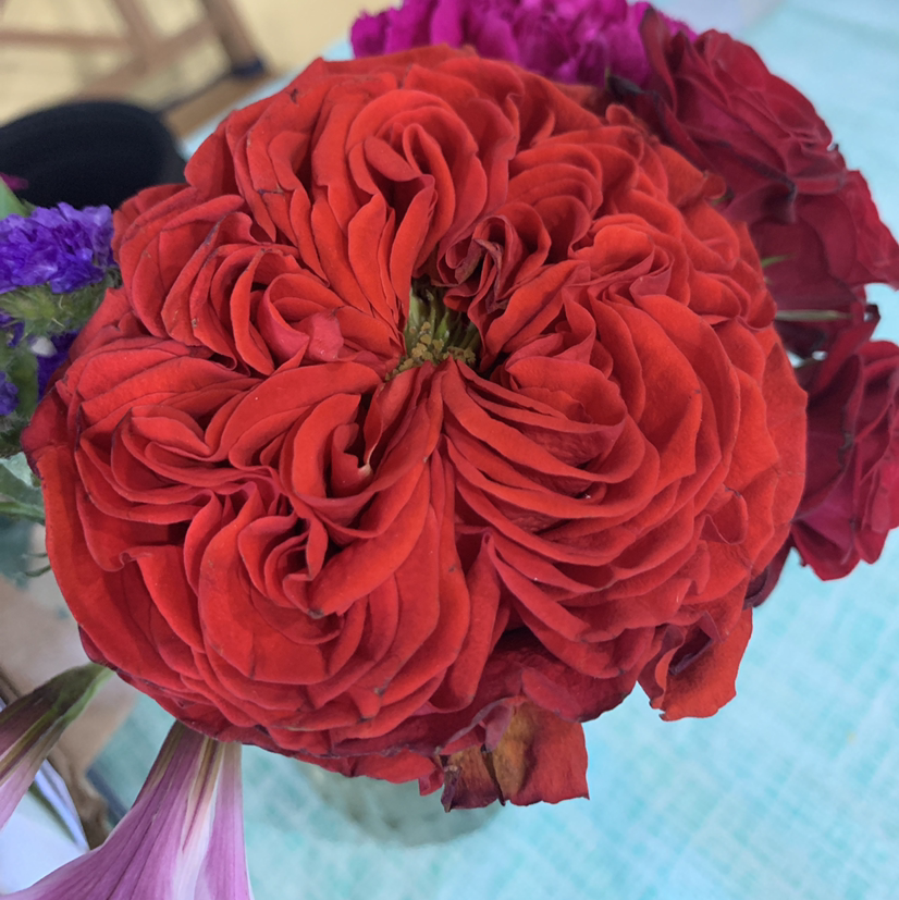 Photo of the plant species Ranunculus Asiaticus by @hails520 named Your plant on Greg, the plant care app