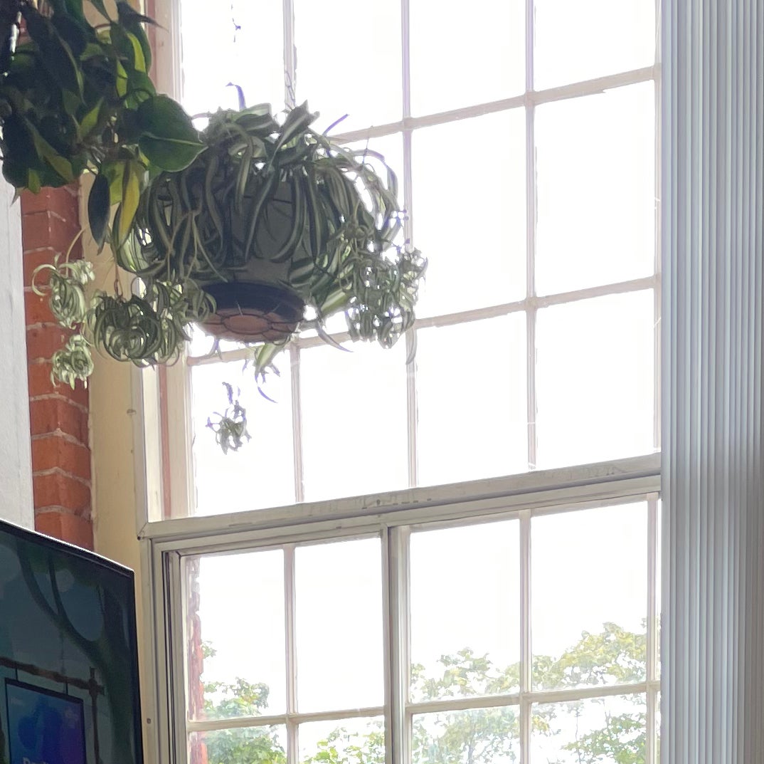 Photo of the plant species Curly Spider Plant by @vchil named Bonnie on Greg, the plant care app