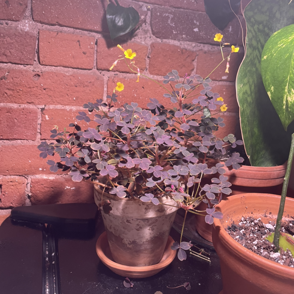 Photo of the plant species Volcanic Sorrel 'Zinfandel' by @vchil named Purple Oxalis on Greg, the plant care app