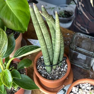 Cylindrical Snake Plant plant photo by @vchil named Cylindrica on Greg, the plant care app.