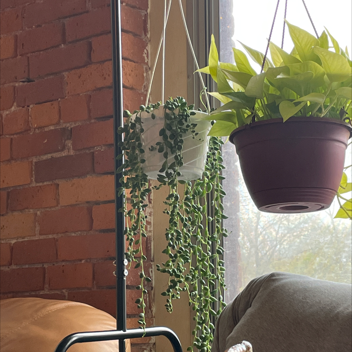 Hanging plant identified as String of Watermelons, appears healthy with green leaves.