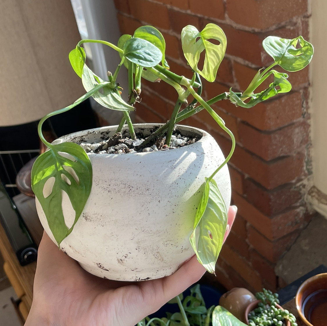 Swiss Cheese Vine plant photo by @vchil named Adensonii on Greg, the plant care app.