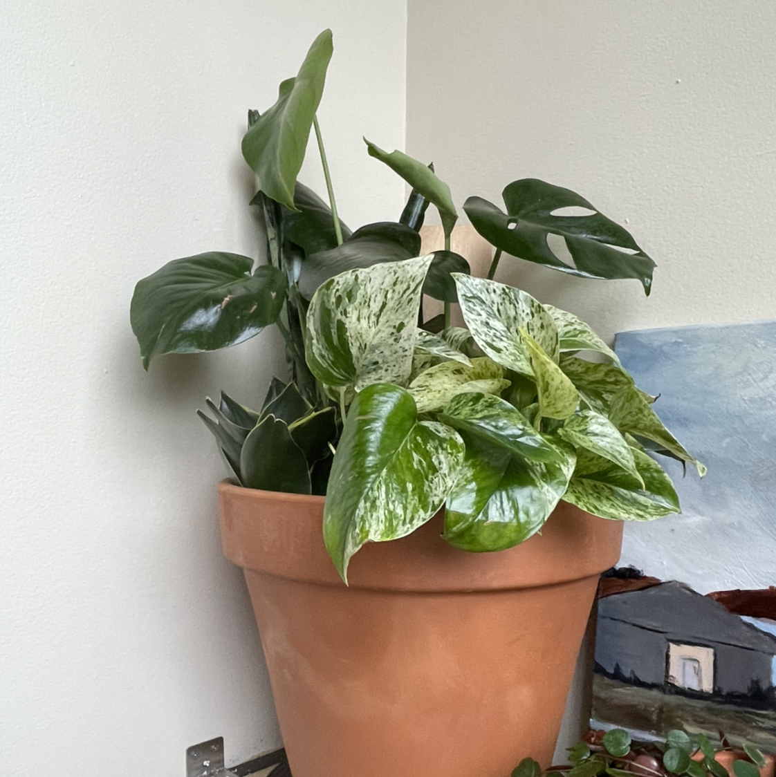 Monstera plant photo by @vchil named Shitty Marble Queen/Monstera/Snake Combo on Greg, the plant care app.