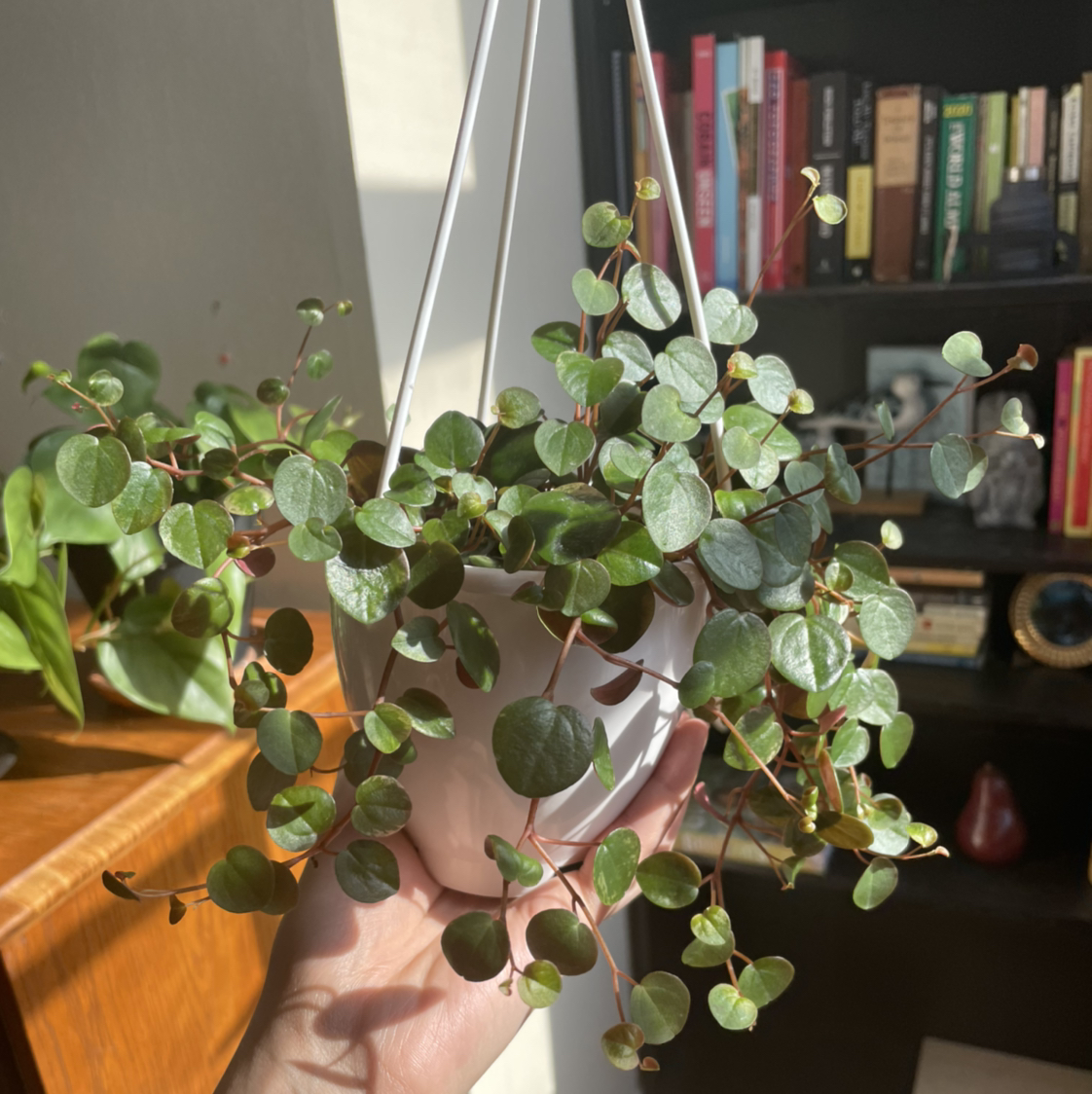 Photo of the plant species Peperomia 'Ruby Cascade' by @vchil named Ruby Cascade on Greg, the plant care app