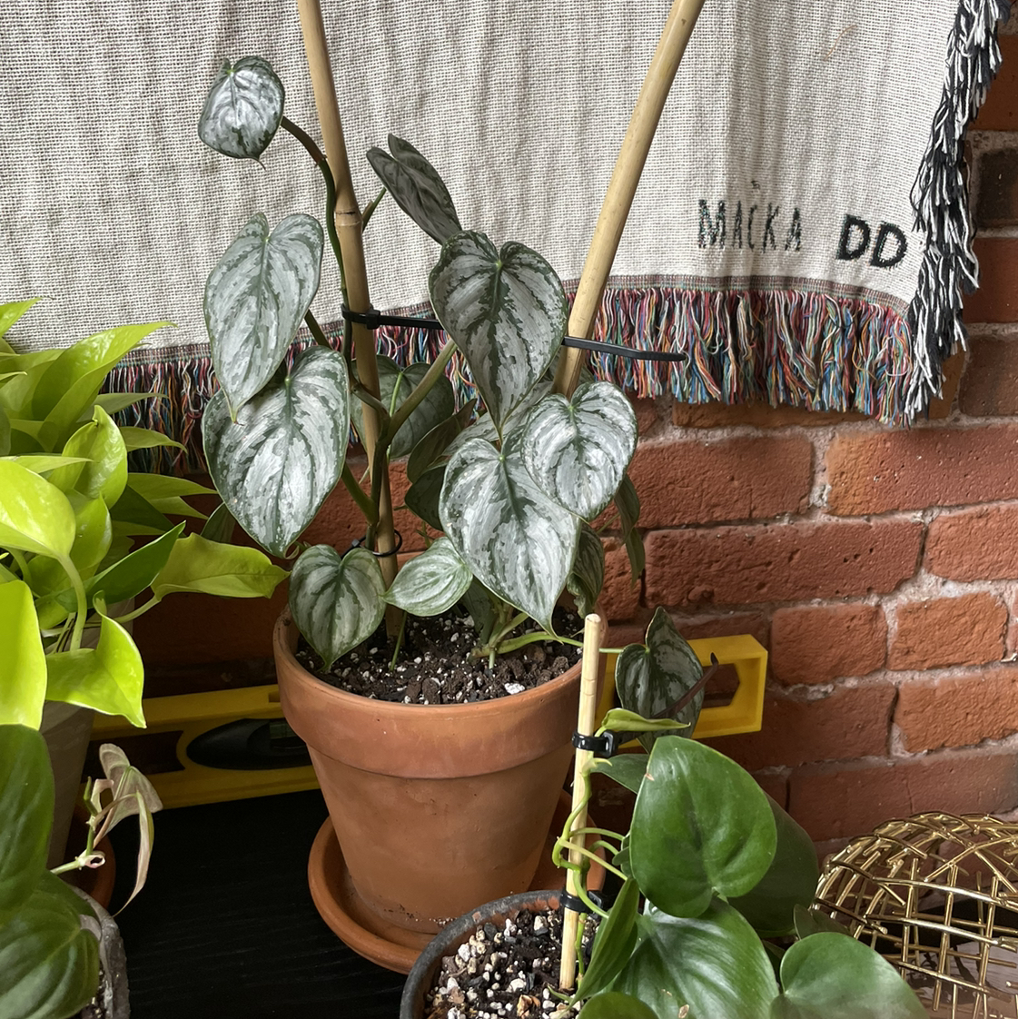 Silver Leaf Philodendron in a terracotta pot with healthy silver and green leaves.