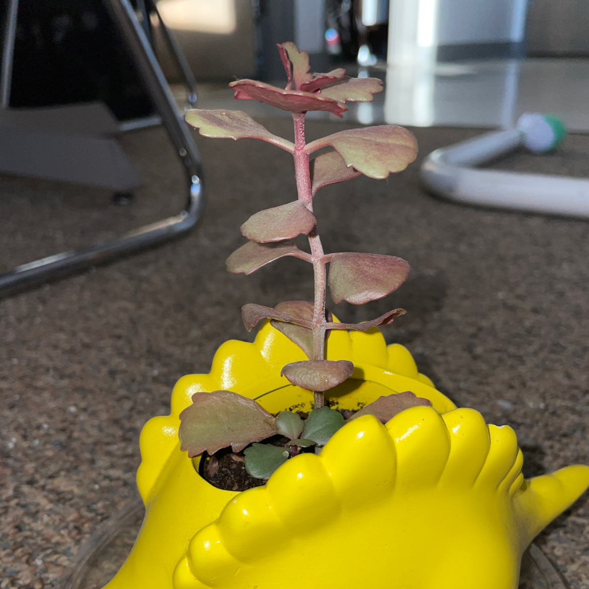 Photo of the plant species Tugela Cliff-Kalanchoe by @hanahnovotny named Kalanchoe longiflora on Greg, the plant care app
