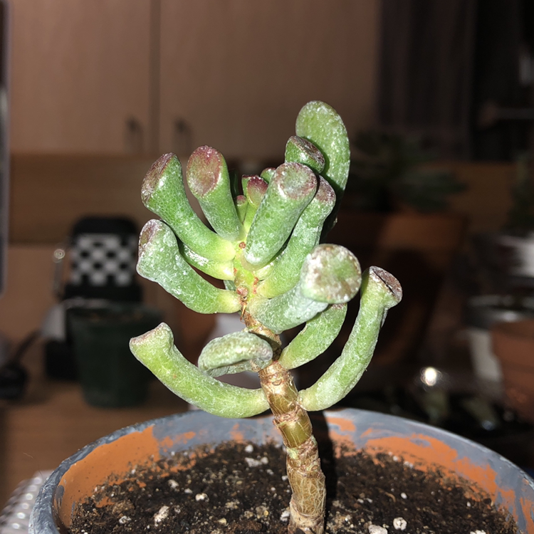 Trumpet Jade plant photo by @hanahnovotny named Fiona on Greg, the plant care app.