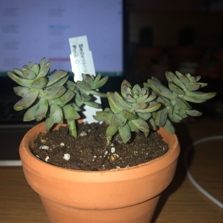Pink Granite plant photo by @hanahnovotny named Pinkie on Greg, the plant care app.