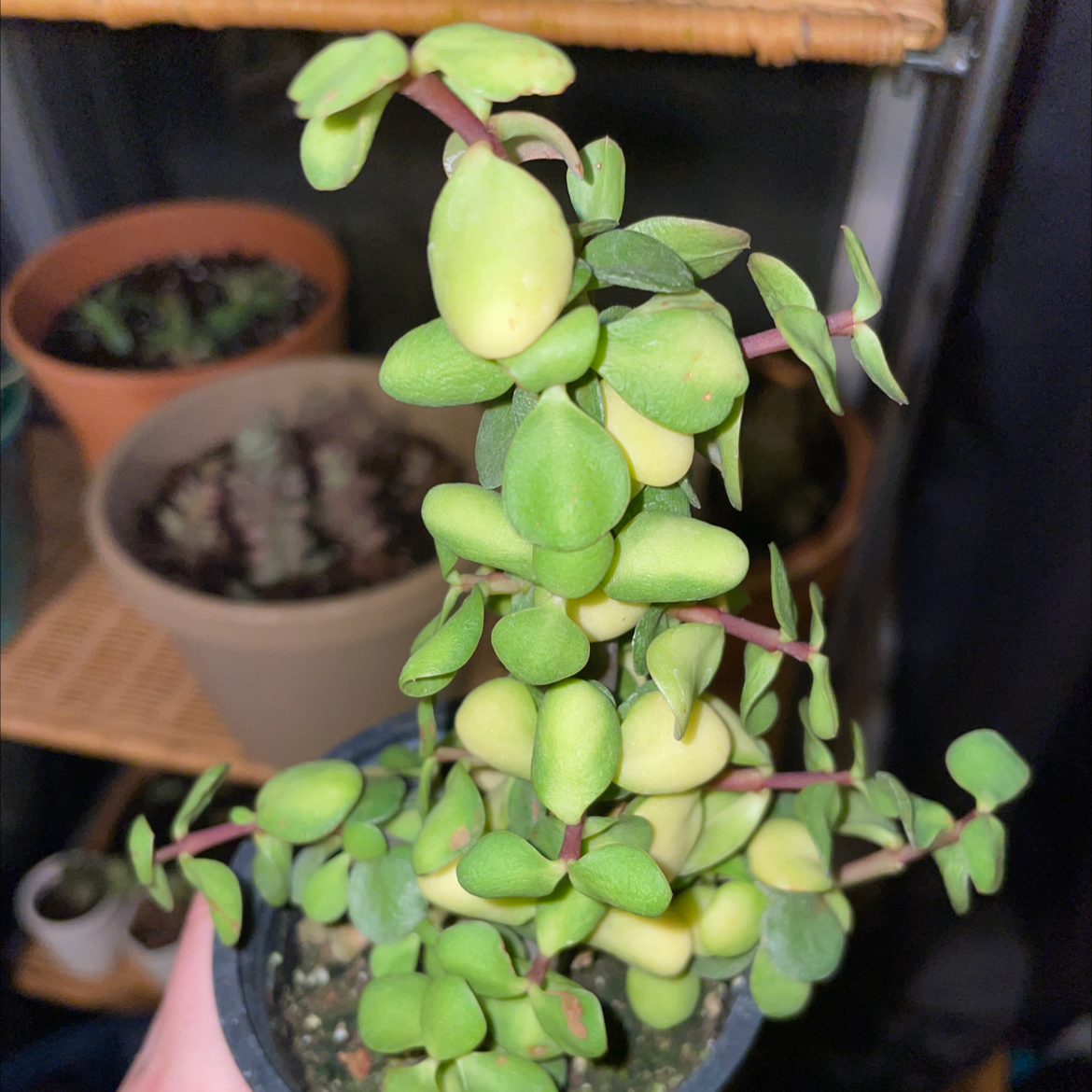 Plant care for Portulacaria afra 'Red Stem' on Greg, the plant care app