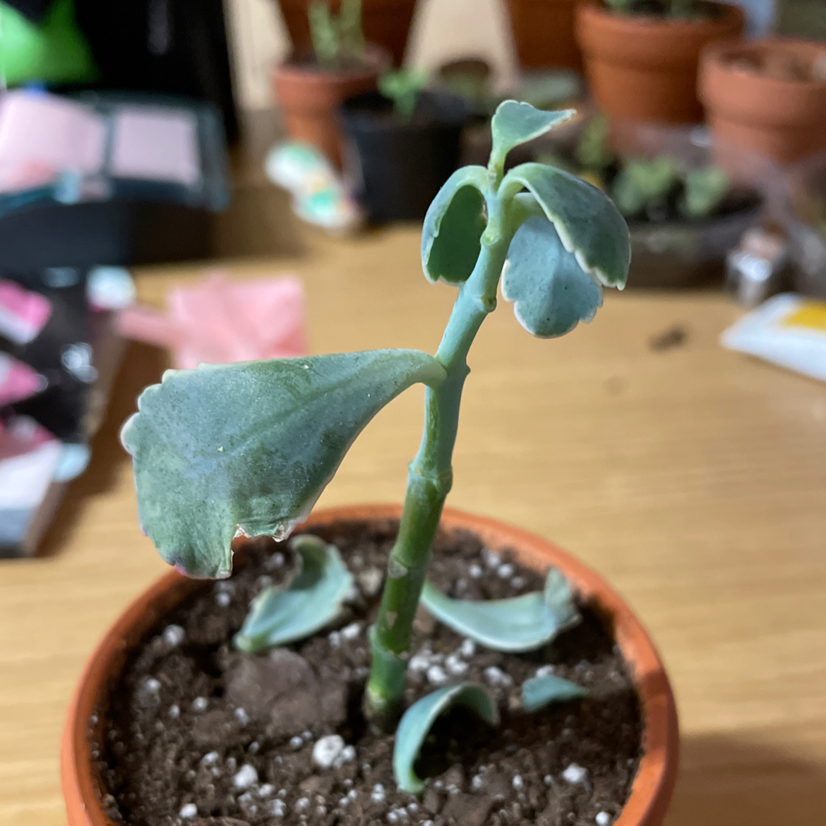 Lavender Scallops plant photo by @hanahnovotny named Lavender Scallops on Greg, the plant care app.