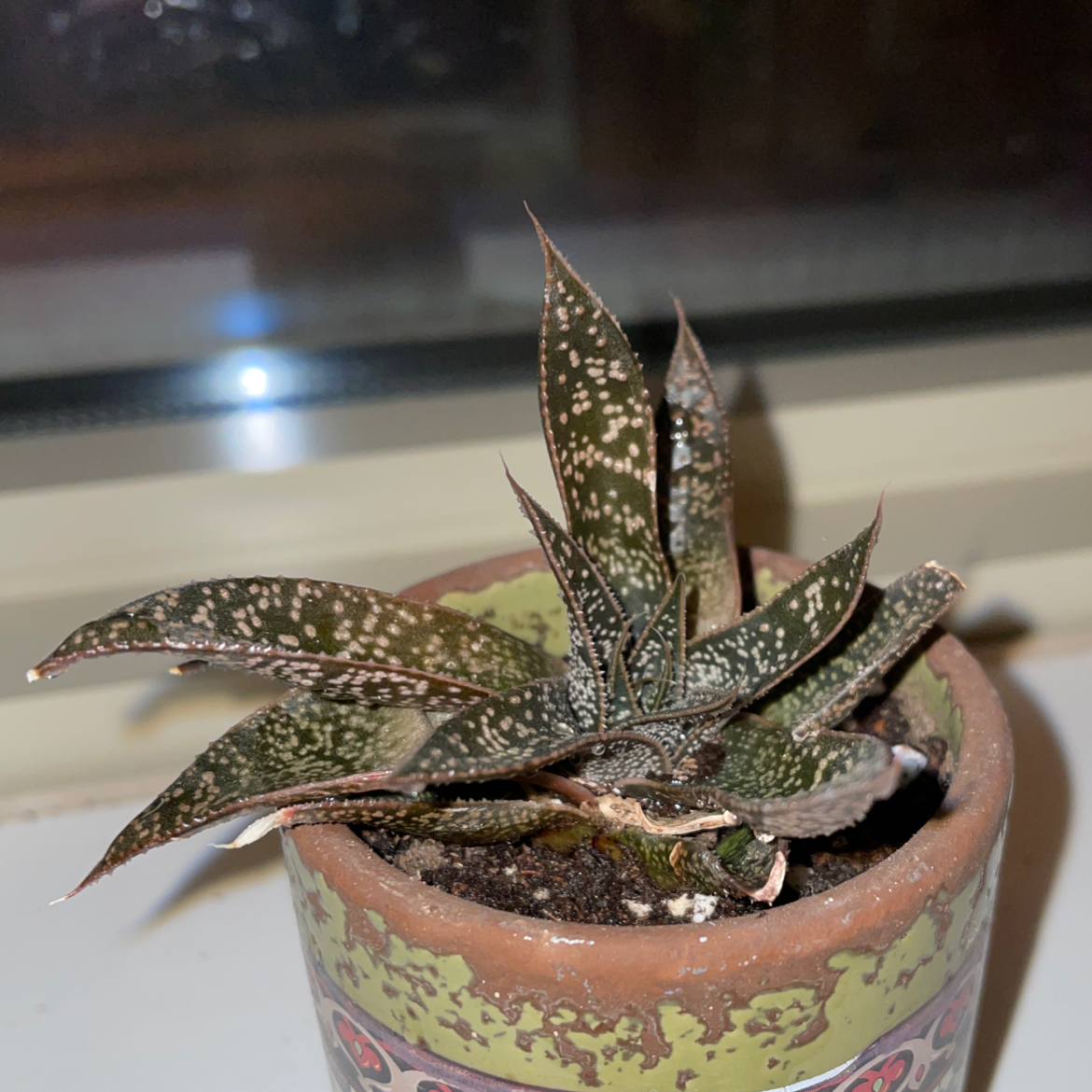 Potted Bredasdorp Gasteria plant with white spots on leaves and some browning tips, placed near a window.