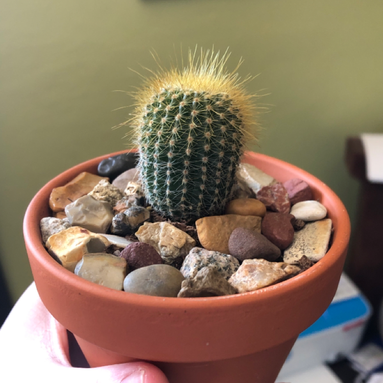 Photo of the plant species Parodia Leninghausii by @hanahnovotny named Cornelius on Greg, the plant care app