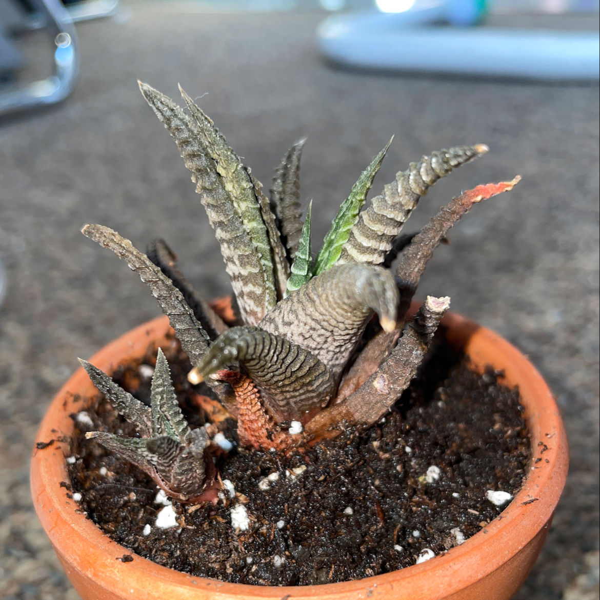 Healthy Haworthiopsis limifolia succulent plant with triangular, bumpy green and white leaves in a terracotta pot.