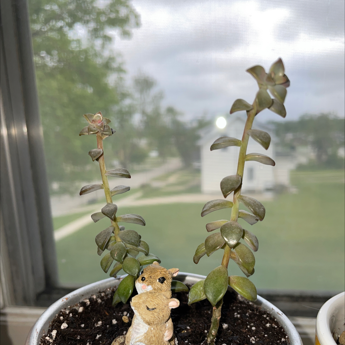 Pachyveria Little Jewel plant photo by @hanahnovotny named Pachyveria glauca on Greg, the plant care app.