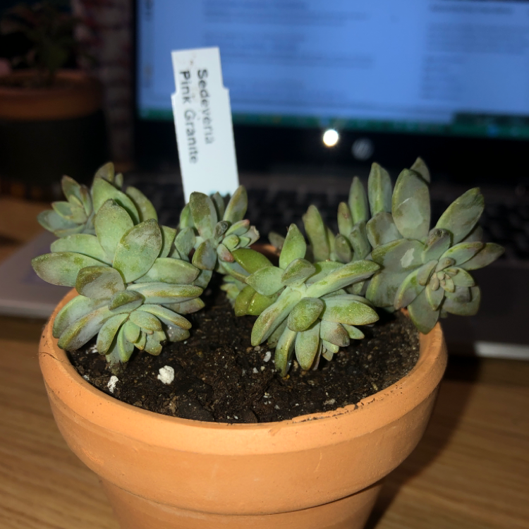 Pink Granite plant photo by @hanahnovotny named Pinkie on Greg, the plant care app.