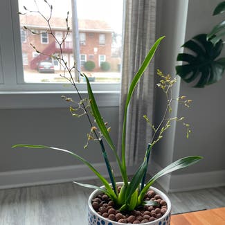Tsiku Marguerite Orchid plant in Norfolk, Virginia