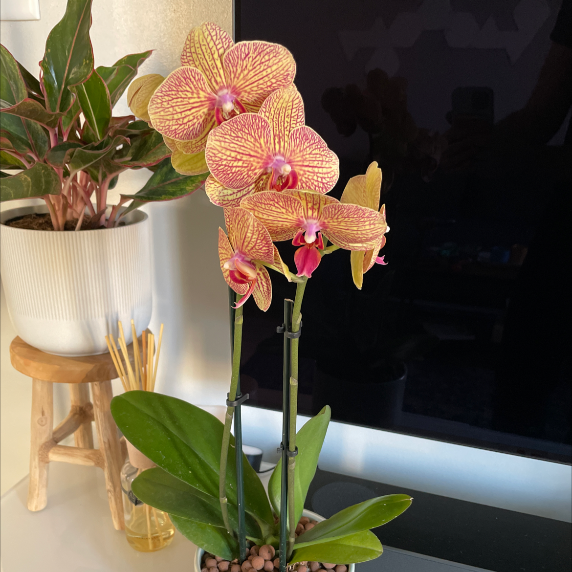 Photo of the plant species Phalaenopsis 'Lianher Orange' by @brianhollings named Gaga on Greg, the plant care app