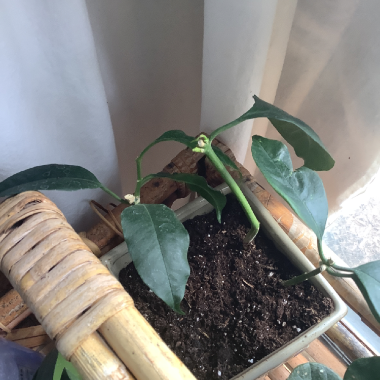 Potted Shooting Stars Wax Plant with green leaves and small buds on a wicker surface.