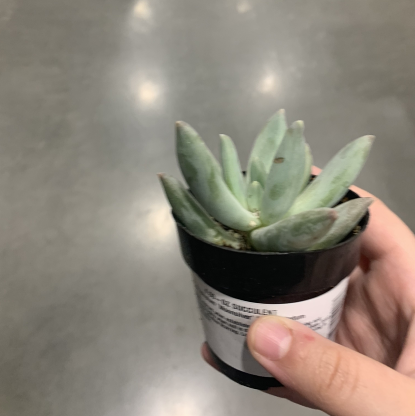 Pachyphytum 'Moon Silver' plant photo by @Olli.exe_ named Lloyd on Greg, the plant care app.