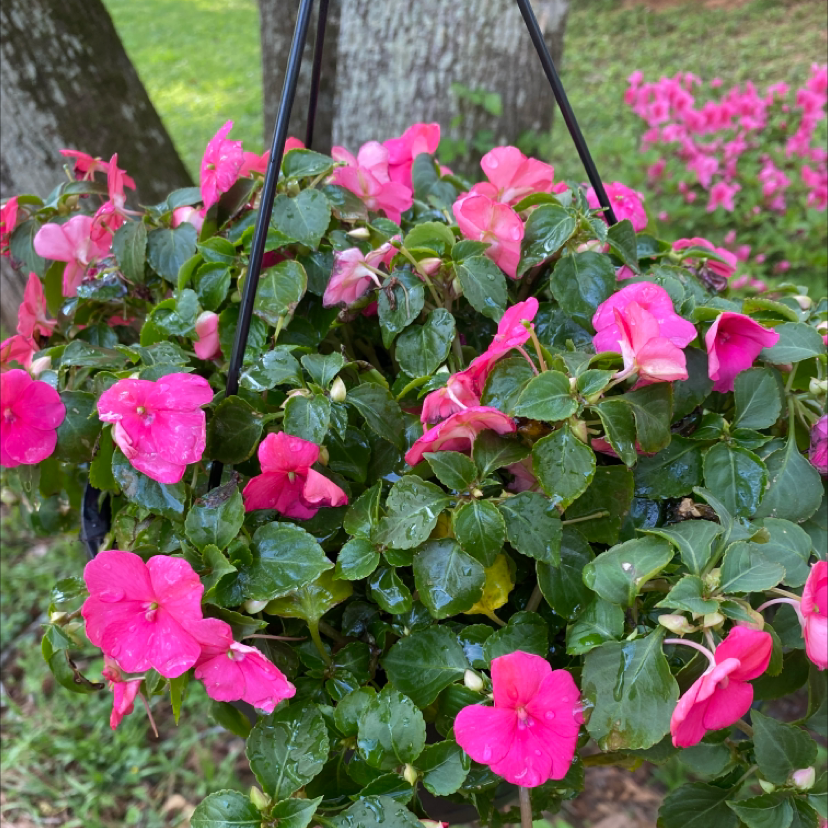Hanging basket of Buzzy Lizzy (Impatiens walleriana) with vibrant pink flowers and lush green leaves.