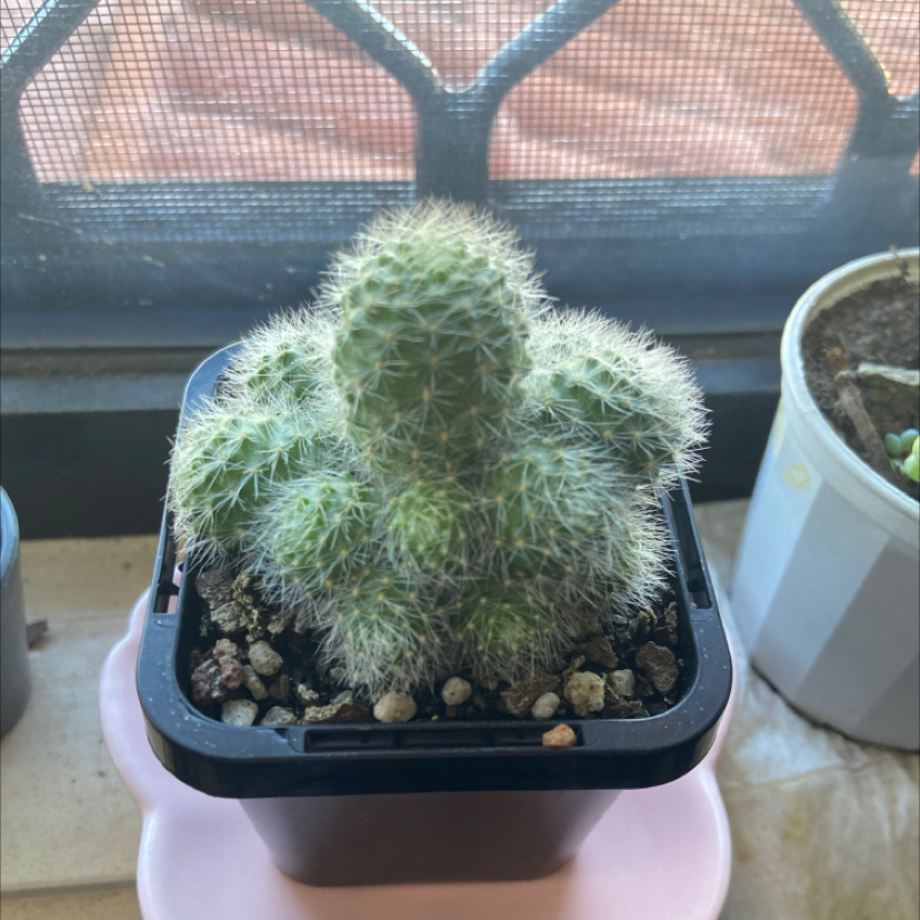 Photo of the plant species Aylostera albiflora 'Rebutia' by @megthos named Alby on Greg, the plant care app