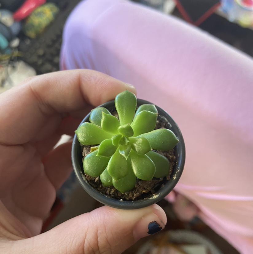 A healthy Palmer's Sedum succulent in a small pot, held by a hand.