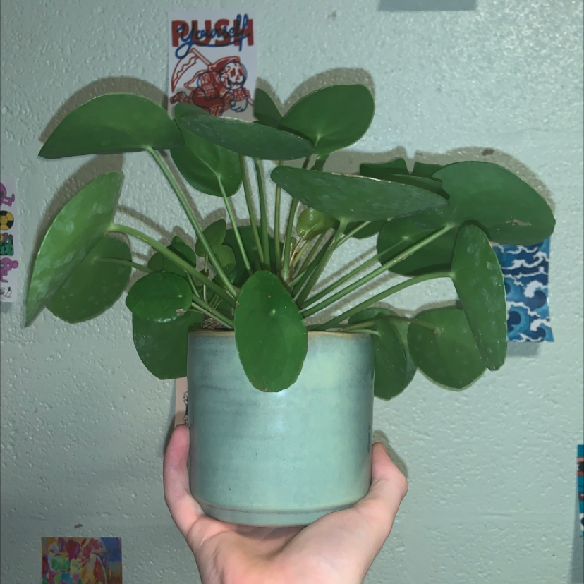Chinese Money Plant plant photo by @george named Ali En on Greg, the plant care app.