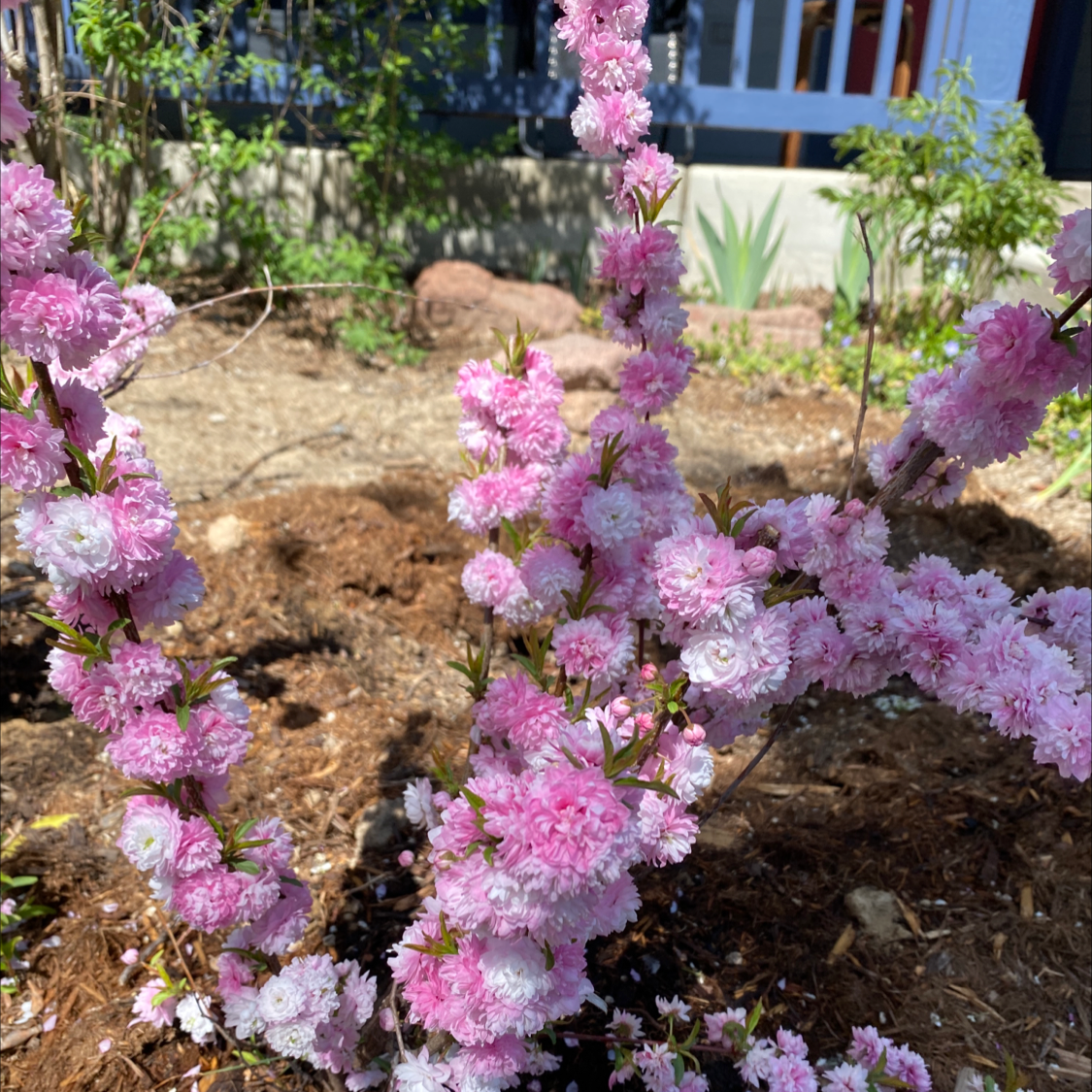 Photo of the plant species Chinese bush cherry by Rajesh named Your plant on Greg, the plant care app