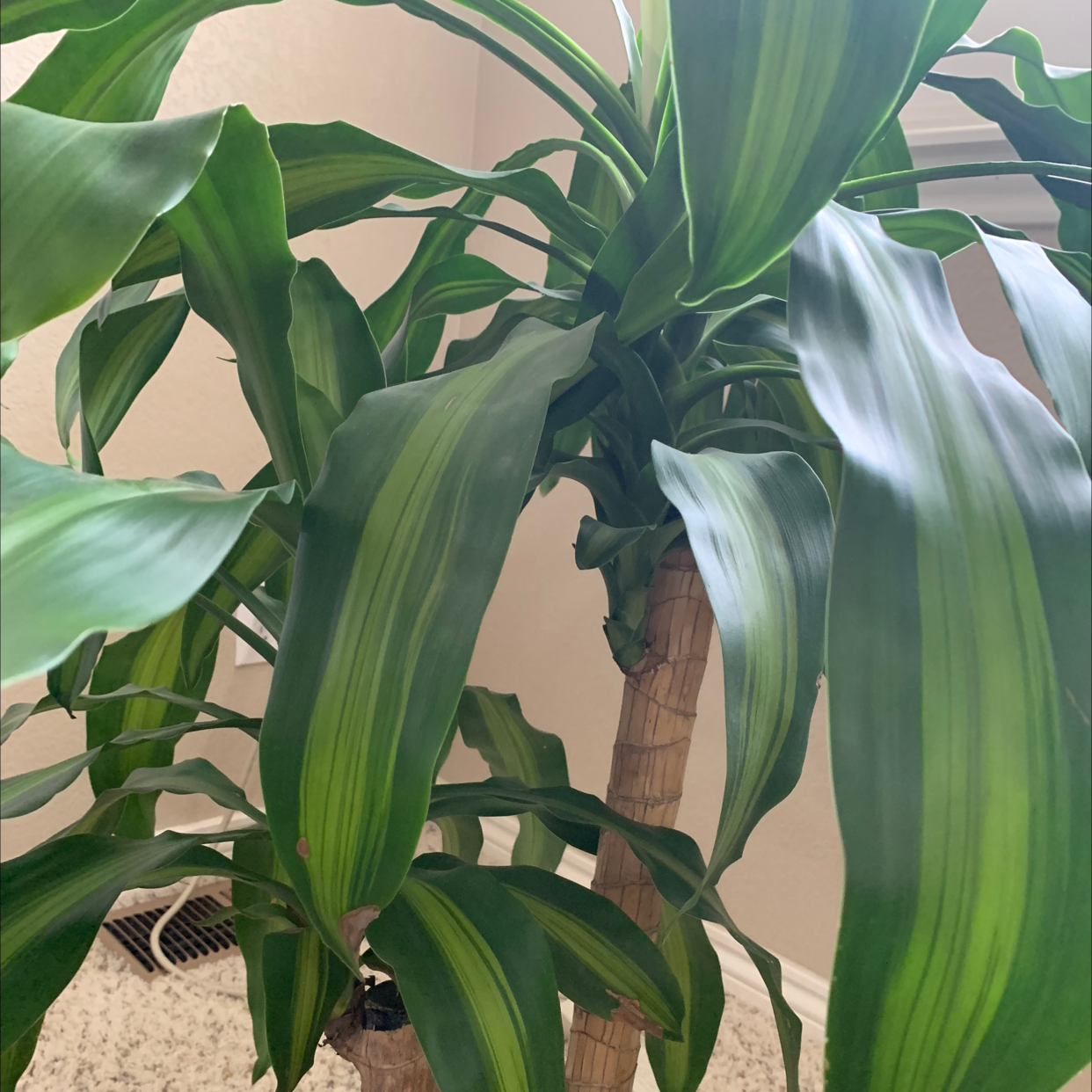 Photo of the plant species Cornstalk Dracaena by Karen named Treeyoncé on Greg, the plant care app