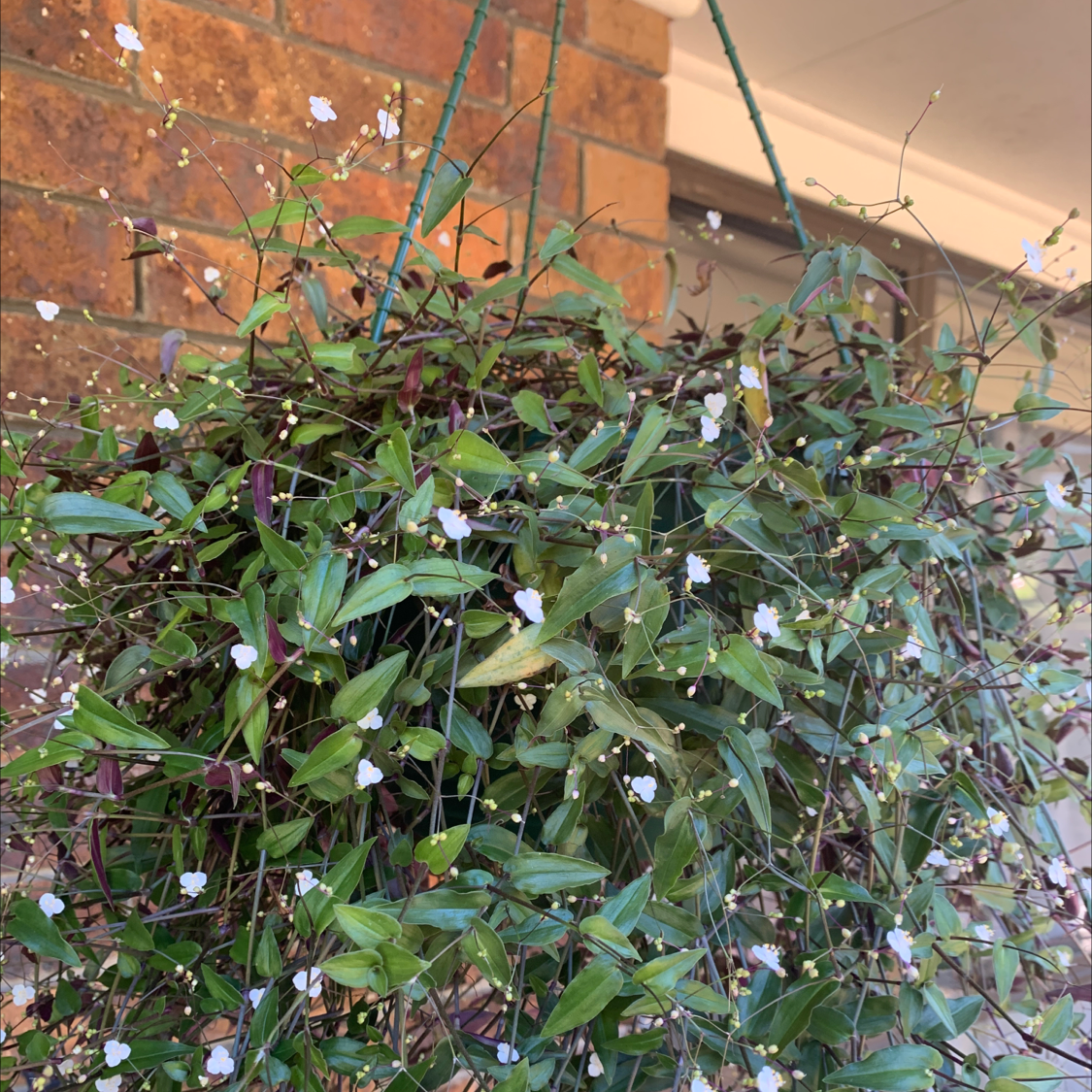 Hanging basket with a healthy Tahitian Bridal Veil plant, featuring small white flowers.