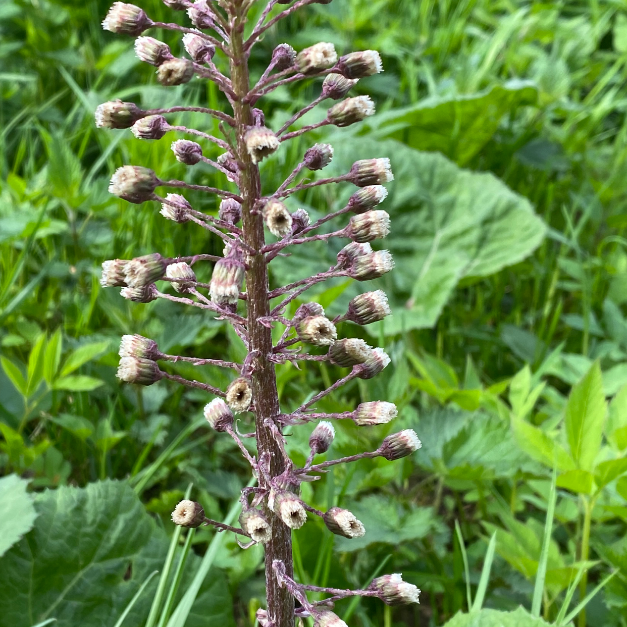 Photo of the plant species Pestilence Wort by Brianna named Your plant on Greg, the plant care app