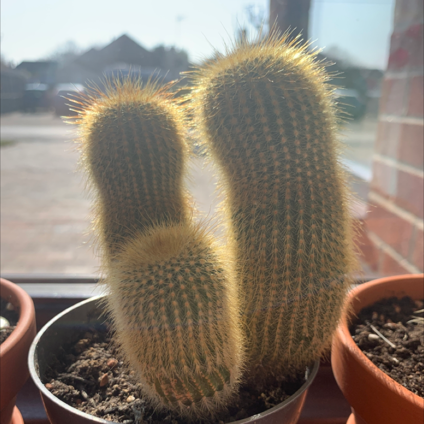 Golden Snakecactus in a pot with visible soil, well-framed and in focus.
