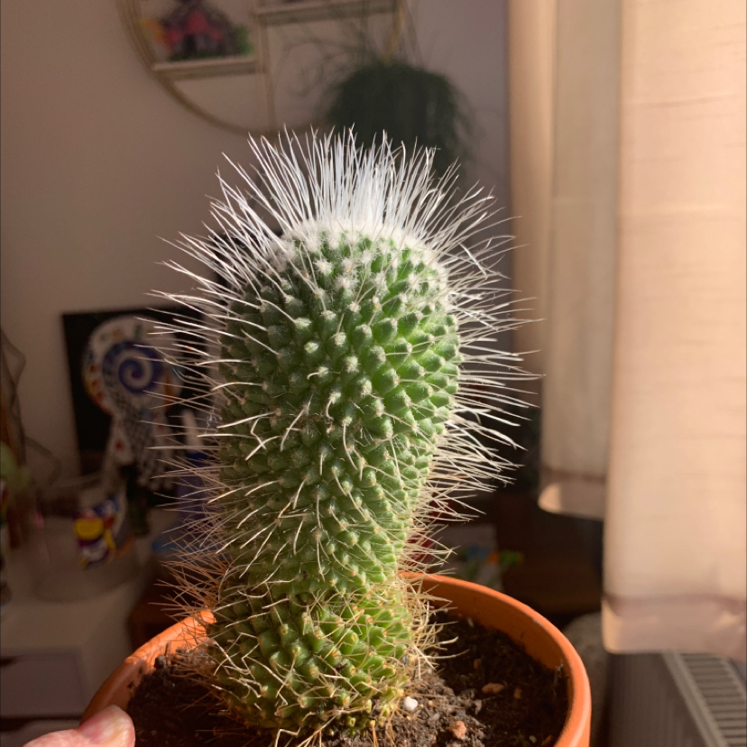 A healthy Mexican Pincushion cactus in a small pot with visible white spines.