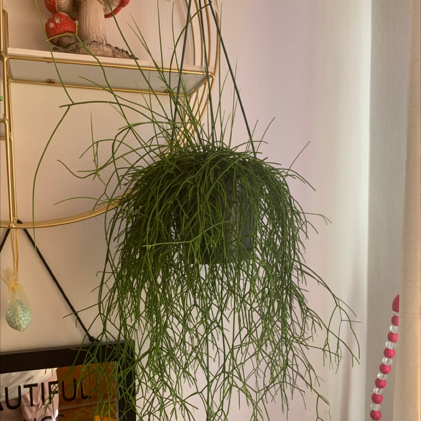 Hanging Mistletoe Cactus with long, thin green stems, appears healthy.
