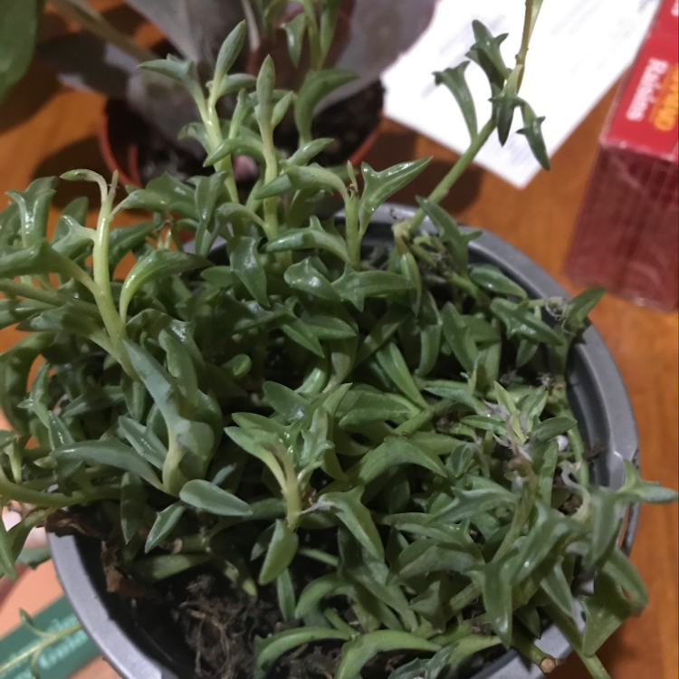 Dolphin Plants plant photo by @Virginialikethestate named Aria on Greg, the plant care app.
