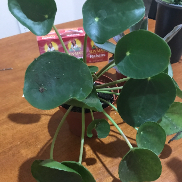 Chinese Money Plant plant photo by @Virginialikethestate named Beyonce on Greg, the plant care app.