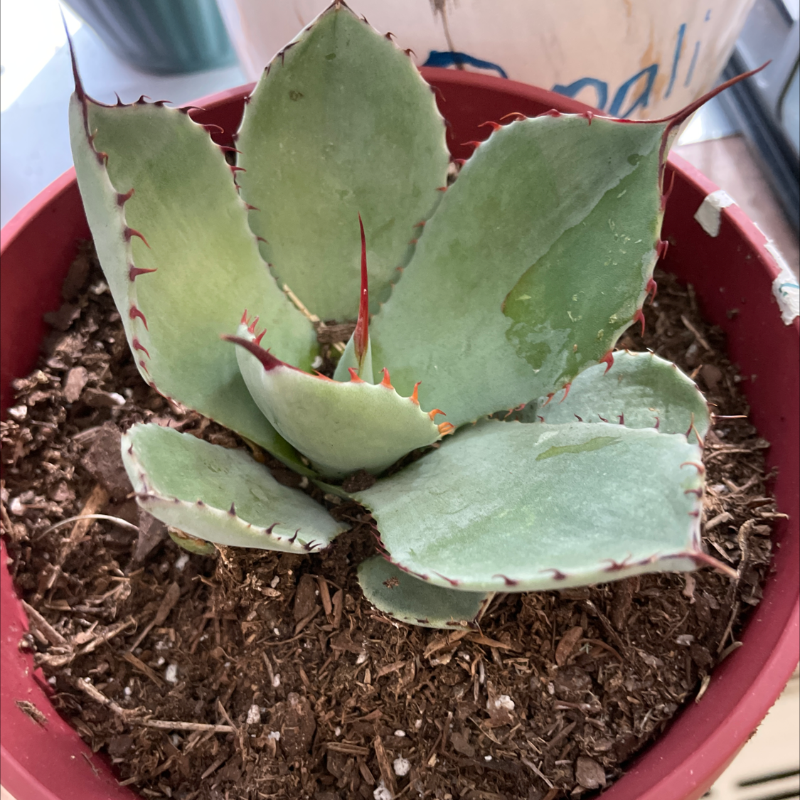 Butterfly Agave plant in a red pot with visible soil, well-framed and in focus.