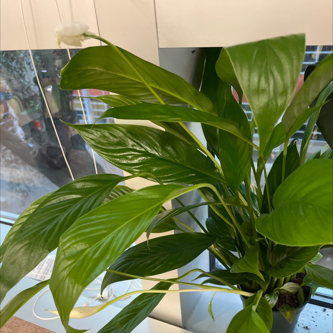 Peace Lily plant photo by @Virginialikethestate named Hamilton on Greg, the plant care app.