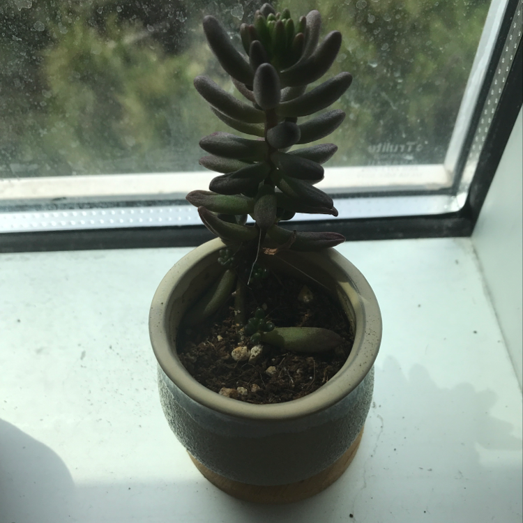 Aeonium 'Starburst' plant photo by @Virginialikethestate named Kendall on Greg, the plant care app.