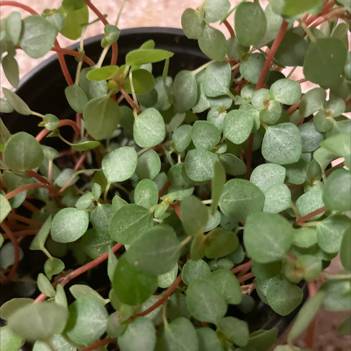 Potted Silver Spa plant with small, round green leaves and red stems.