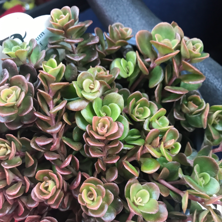 Close-up of a healthy Chinese Sedum plant with green and reddish leaves.