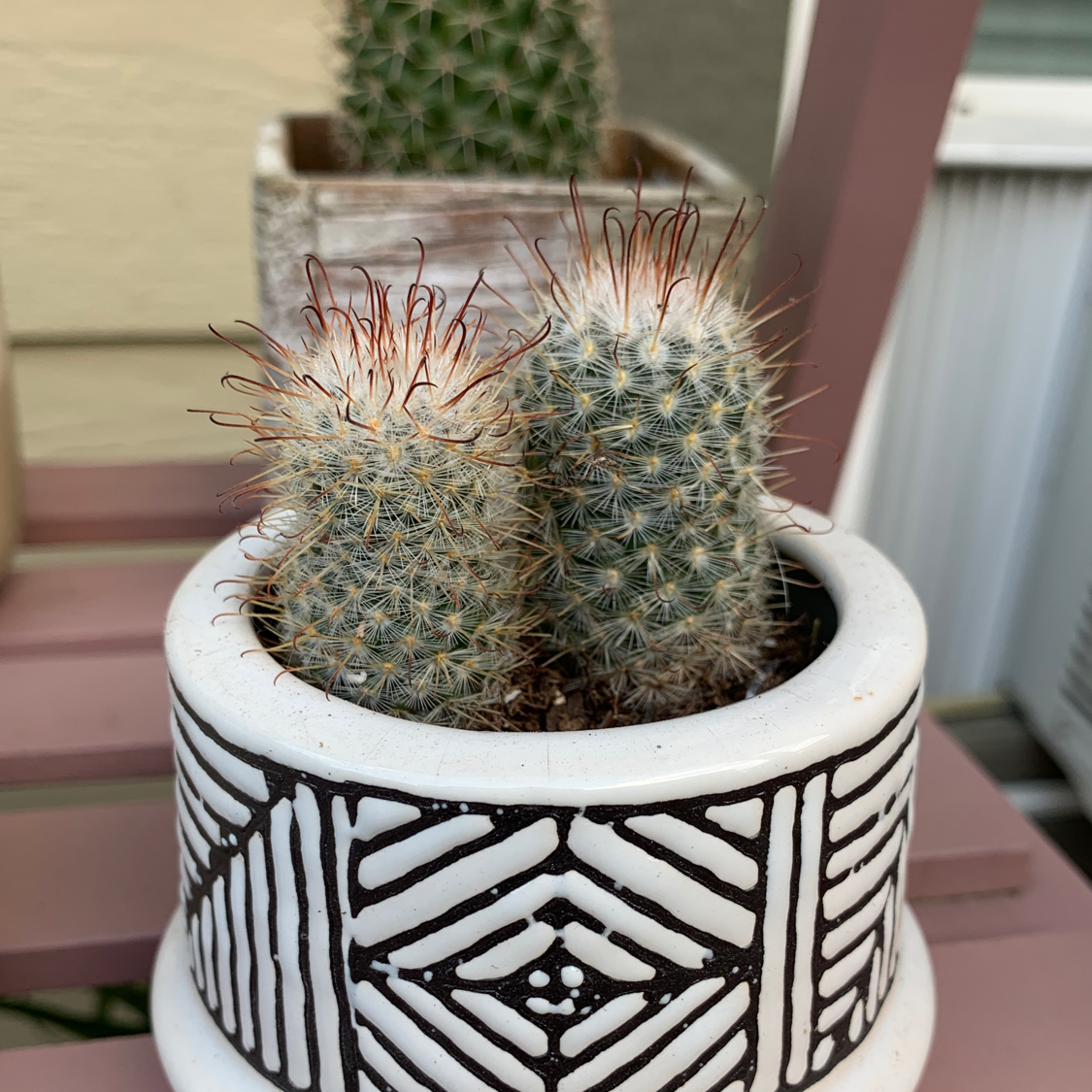 Two healthy lace hedgehog cacti with thin reddish-brown spines growing in a black and white patterned ceramic pot, well-framed