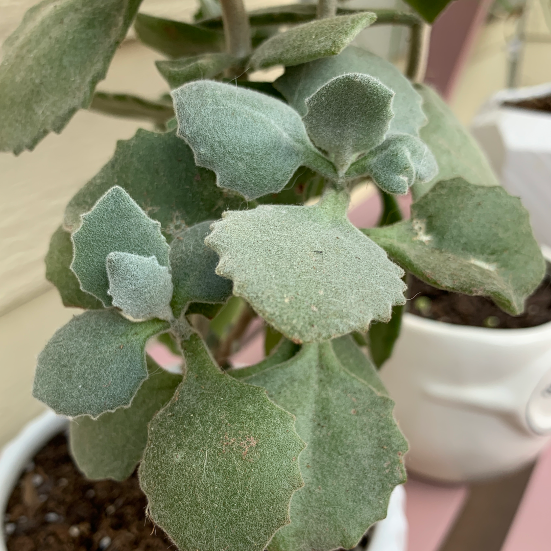 Millot Kalanchoe plant with fuzzy green leaves in a pot with visible soil.