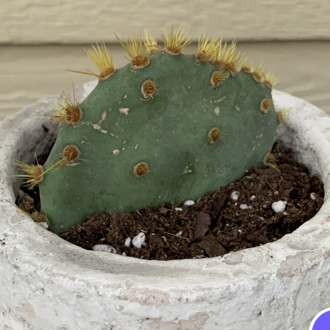 Photo of the plant species Chenille Pricklypear by Kendall named Zeus on Greg, the plant care app